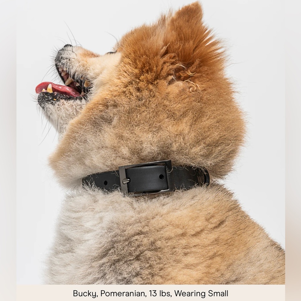 Wild One Dog Collar - XS (7-10") - Black - Picture 10 of 14